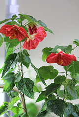 Abutilon épanoui