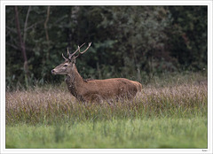 Jeune cerf