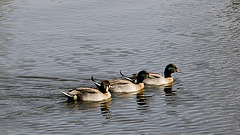 Natation synchro....