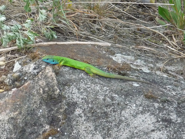 Ripozo sur la varma ŝtono