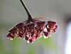 Hoya tsangii dégoulinant de nectar