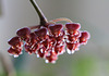 Hoya tsangii dégoulinant de nectar