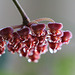 Hoya tsangii dégoulinant de nectar