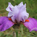 Iris Gyrophare (3)