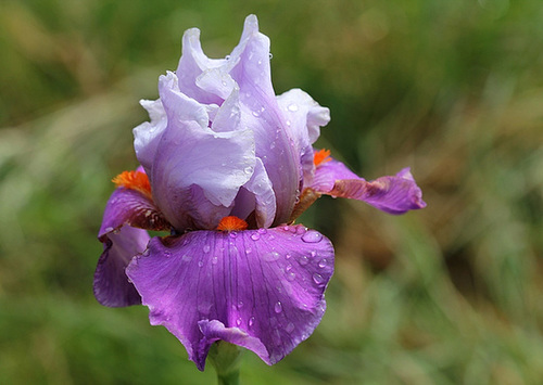 Iris Gyrophare (4)