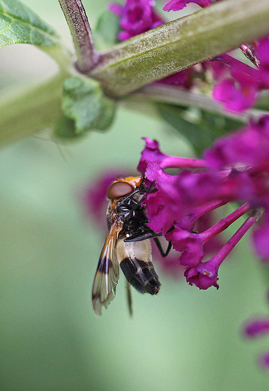 20100804 7310Mw [D~LIP] Gemeine Waldschwebfliege (Volucella pellucens), Bad Salzuflen