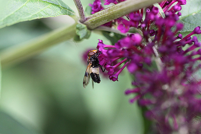 20100804 7311Mw [D~LIP] Gemeine Waldschwebfliege (Volucella pellucens), Bad Salzuflen