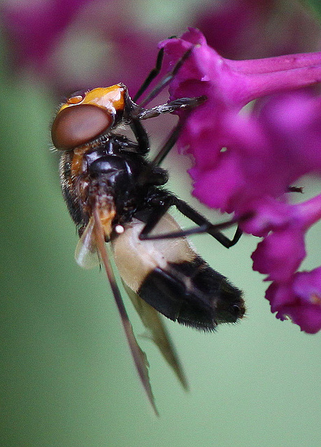 20100804 7314Mw [D~LIP] Gemeine Waldschwebfliege (Volucella pellucens), Bad Salzuflen