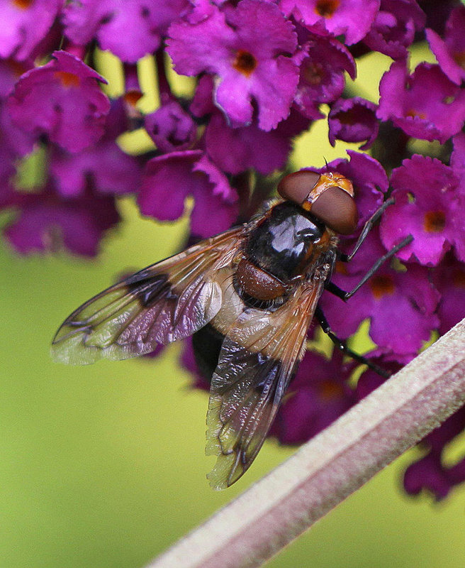 20100804 7322Mw [D~LIP] Gemeine Waldschwebfliege (Volucella pellucens), Bad Salzuflen