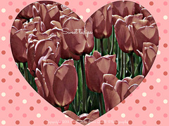 Sweet tulips ......but......