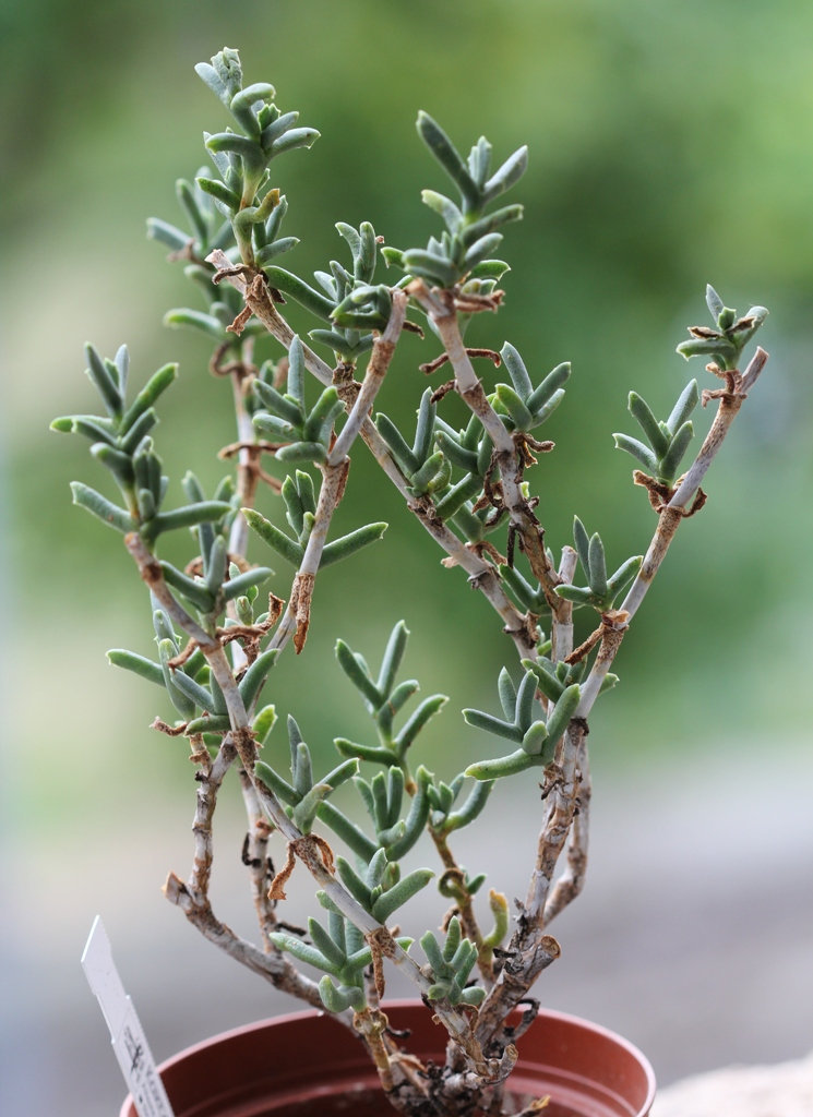 Ruschia affinis rupicola