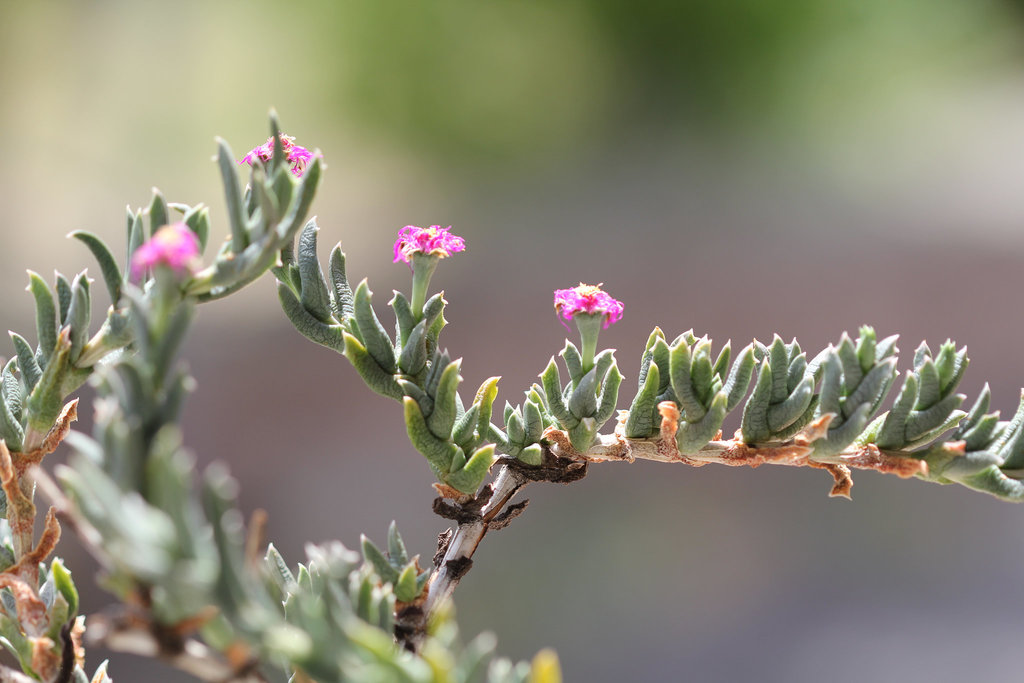 Ruschia pulvinaris