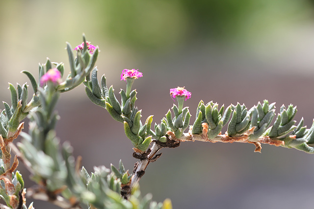 Ruschia pulvinaris