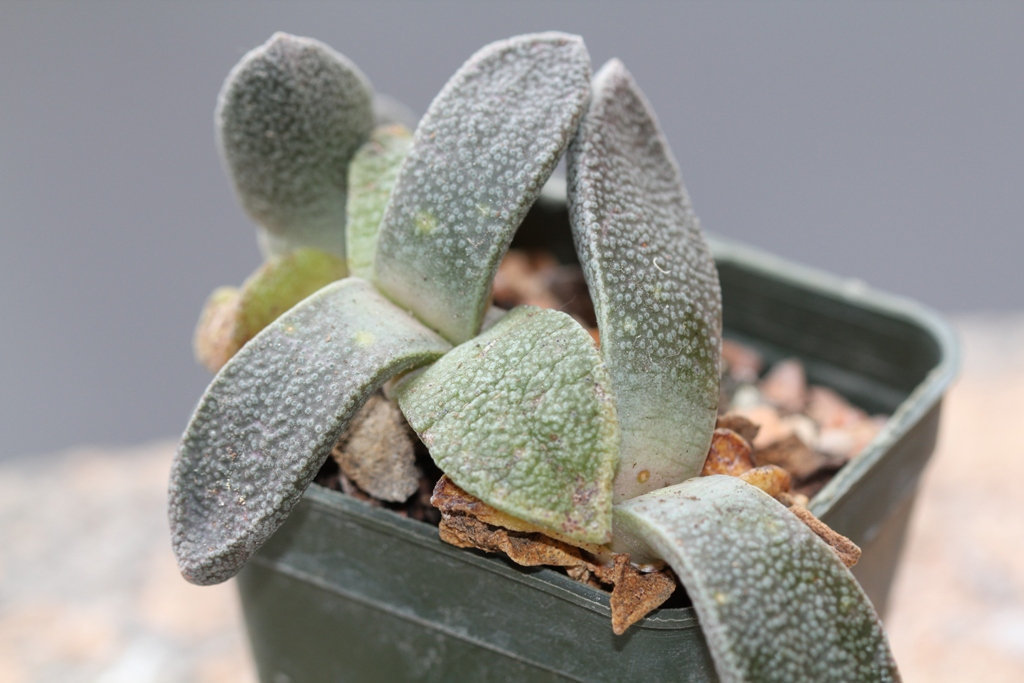 Aloinopsis rubro-lineata