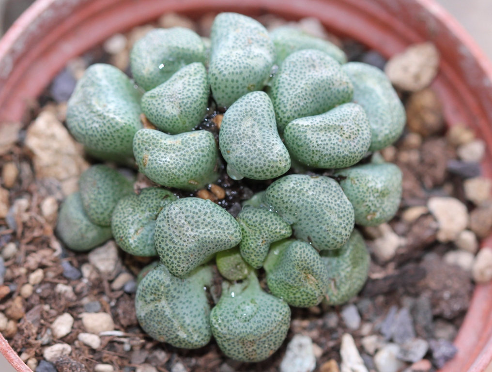 Aloinopsis schoonesii