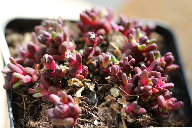 Delosperma alpinum