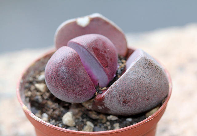 Pleiospilos nelii Royal Flush