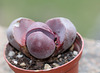 Pleiospilos nelii Royal Flush
