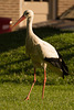 Storch DSC06467