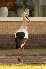 Storch DSC06448