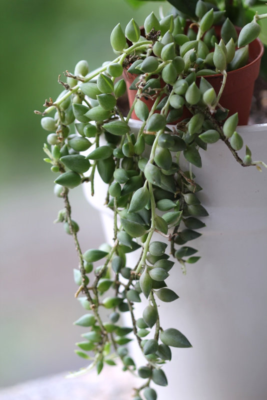 Senecio herreanus