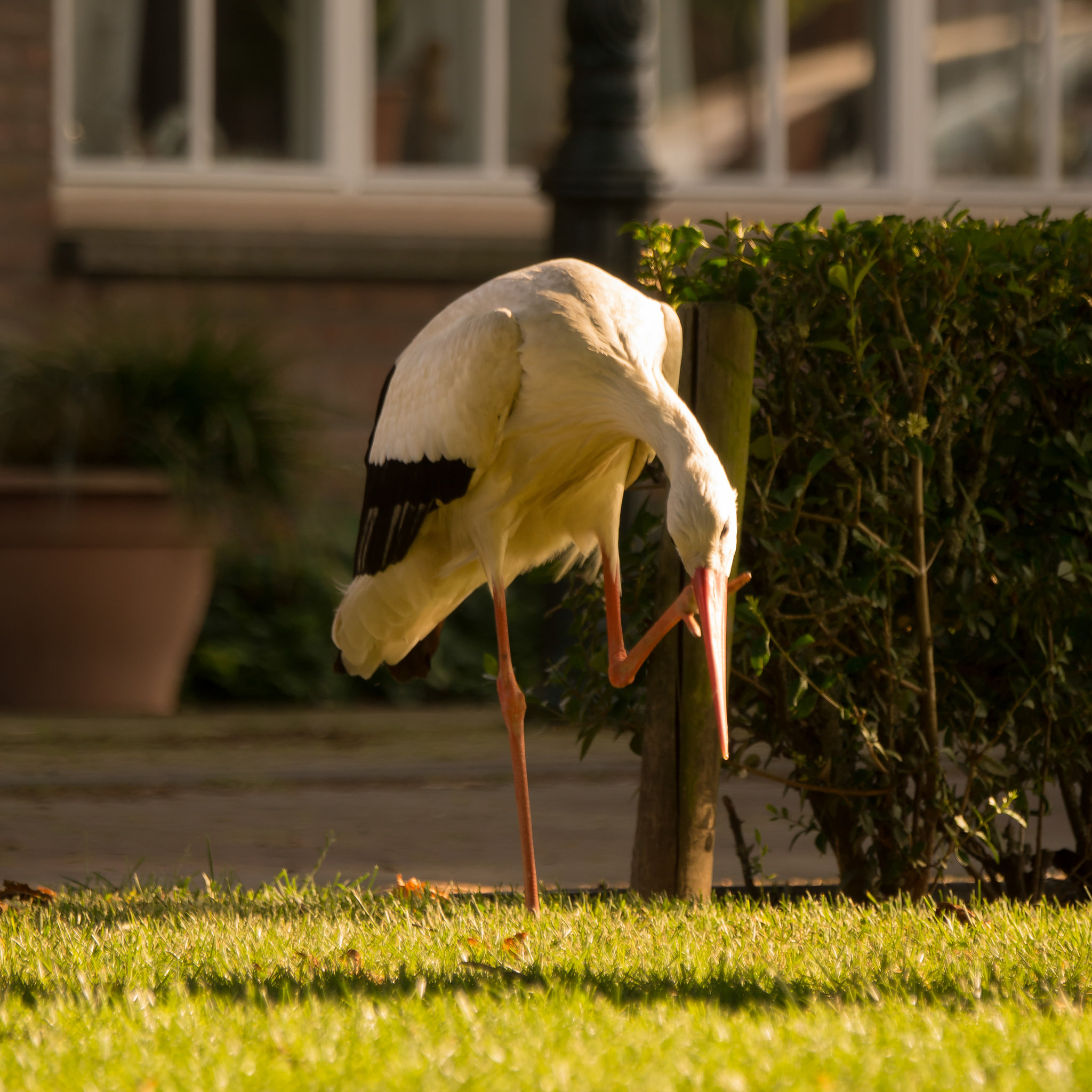 Storch DSC06454