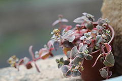 Crassula pellucida Calico Kitten