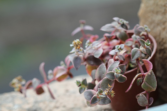 Crassula pellucida Calico Kitten