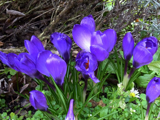 Les crocus s'émancipent