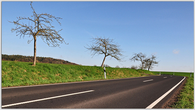 Obstbäume am Straßenrand