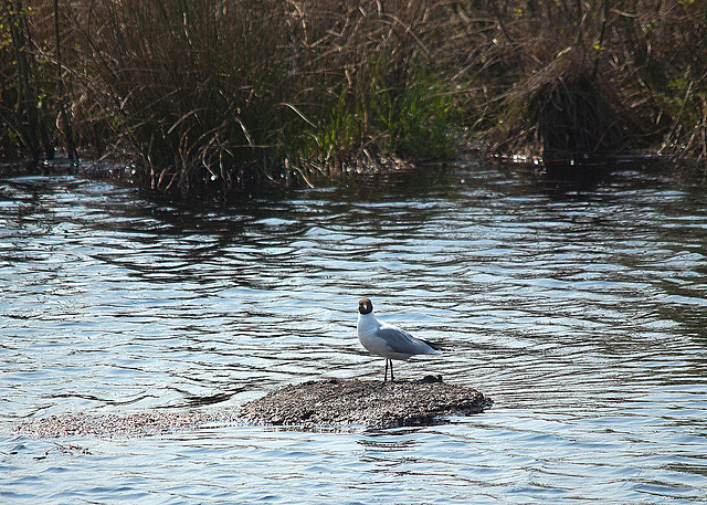 20110422 1148RTw [D~MI] Lachmöwe (Chroicocephalus ridibundus), Großes Torfmoor, Hille