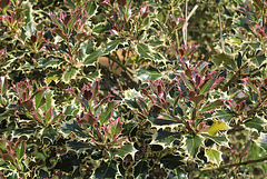 Ilex aquifolium argenteamarginata