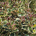 Ilex aquifolium argenteamarginata