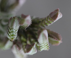 Crassula muscosa variegata