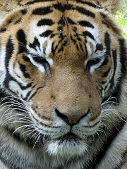 Sumatra-Tigerin