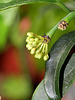 Hoya multiflora