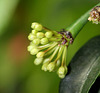 Hoya multiflora 3