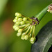 Hoya multiflora 3