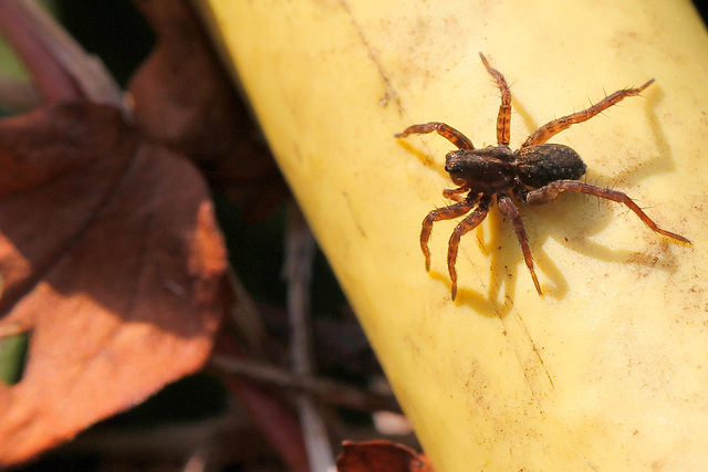 Lycosidae genre pardosa sp.