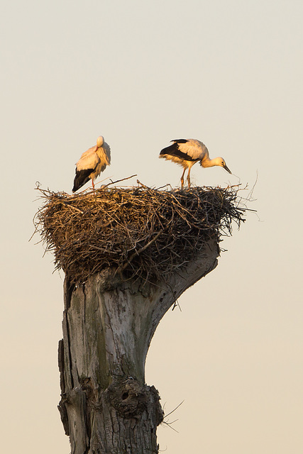 Storchennest DSC06269