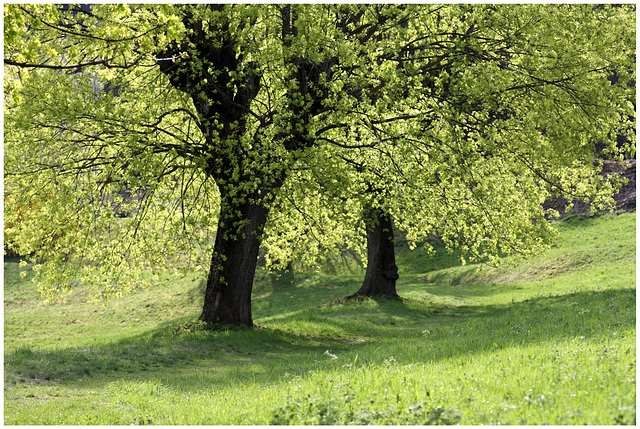 Bäume im Frühlingskleid