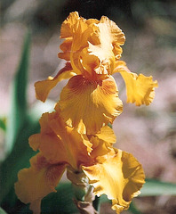 Iris Fancy Brass