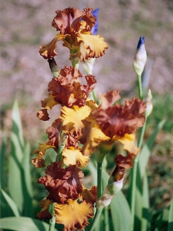 Iris Lumière d'automne