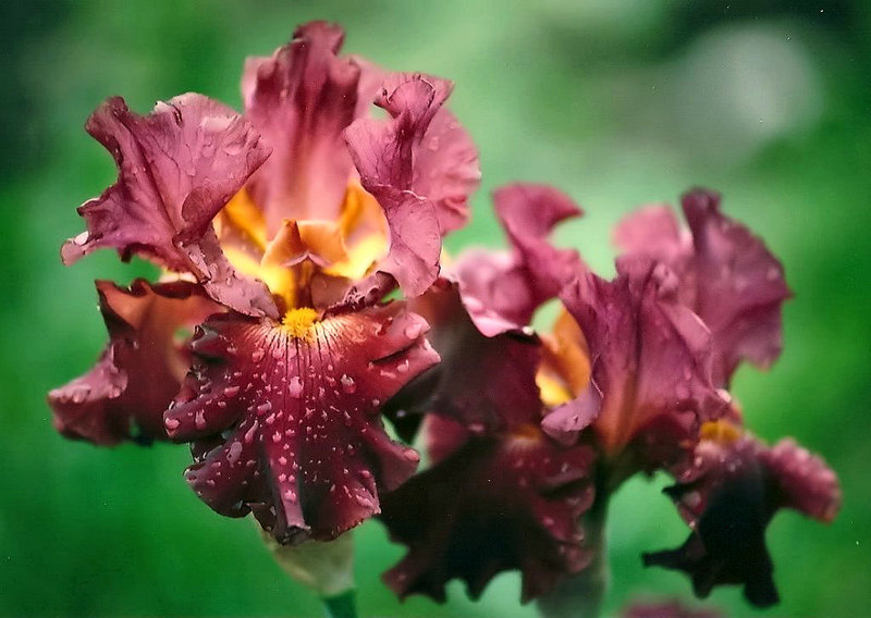 Iris Rip City (2)