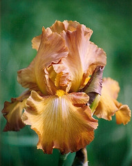 Iris Rustic Cedar (3)