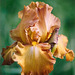 Iris Rustic Cedar (3)