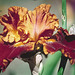 iris Rustler