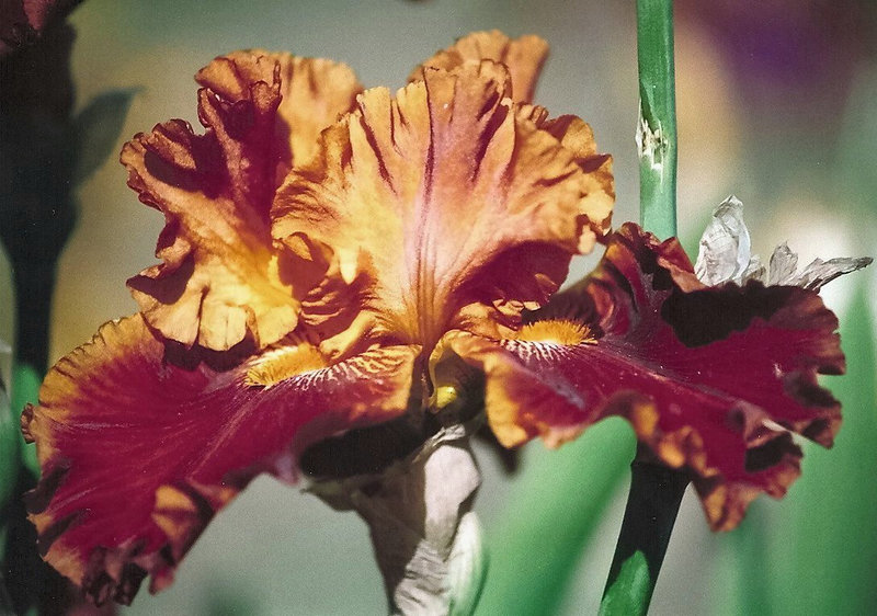 iris Rustler