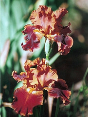 Iris Rustler