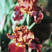 Iris Rustler